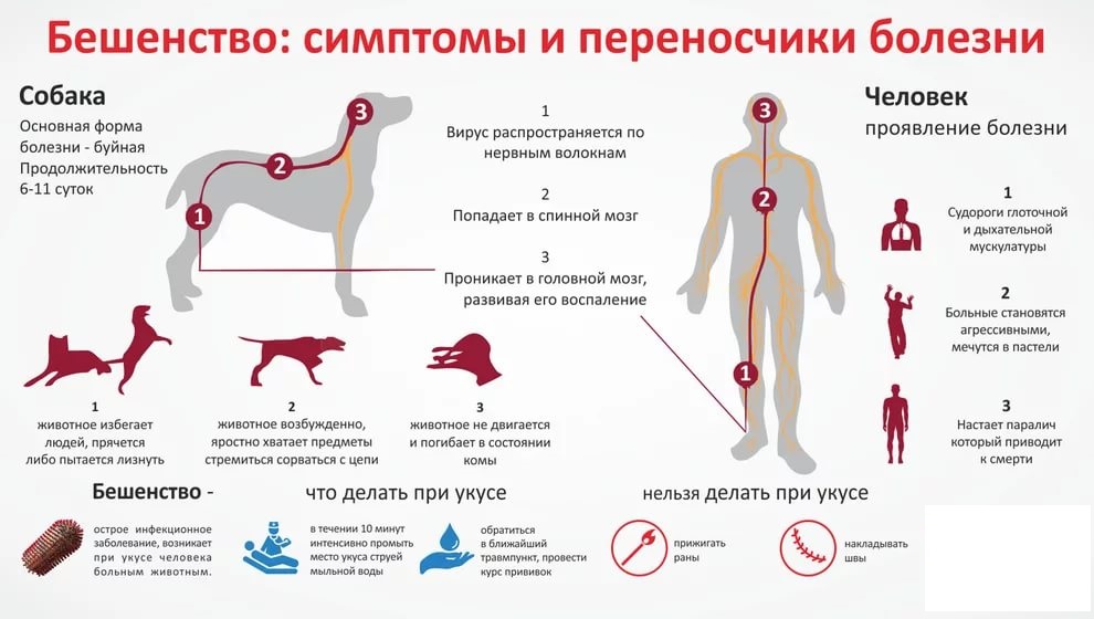 beshenstvo infograf
